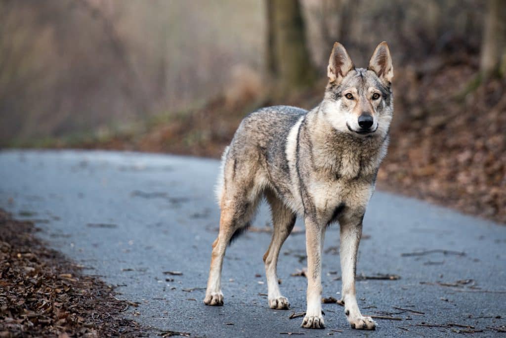 Tarifs toilettage de votre Chien Loup Tchécoslovaque Excalicwouaf