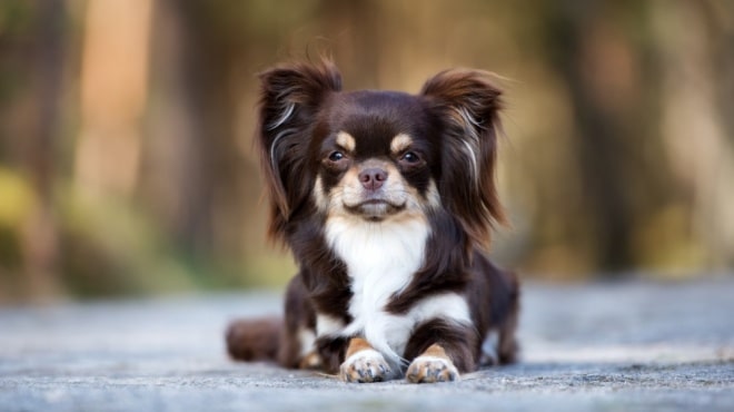 Tarifs toilettage de votre Chihuahua poil long | Excalicwouaf