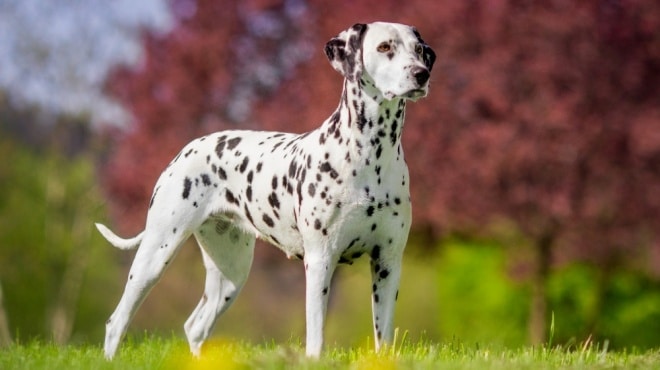 Dalmatien