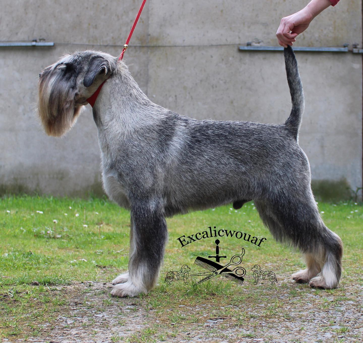 Schnauzer Moyen