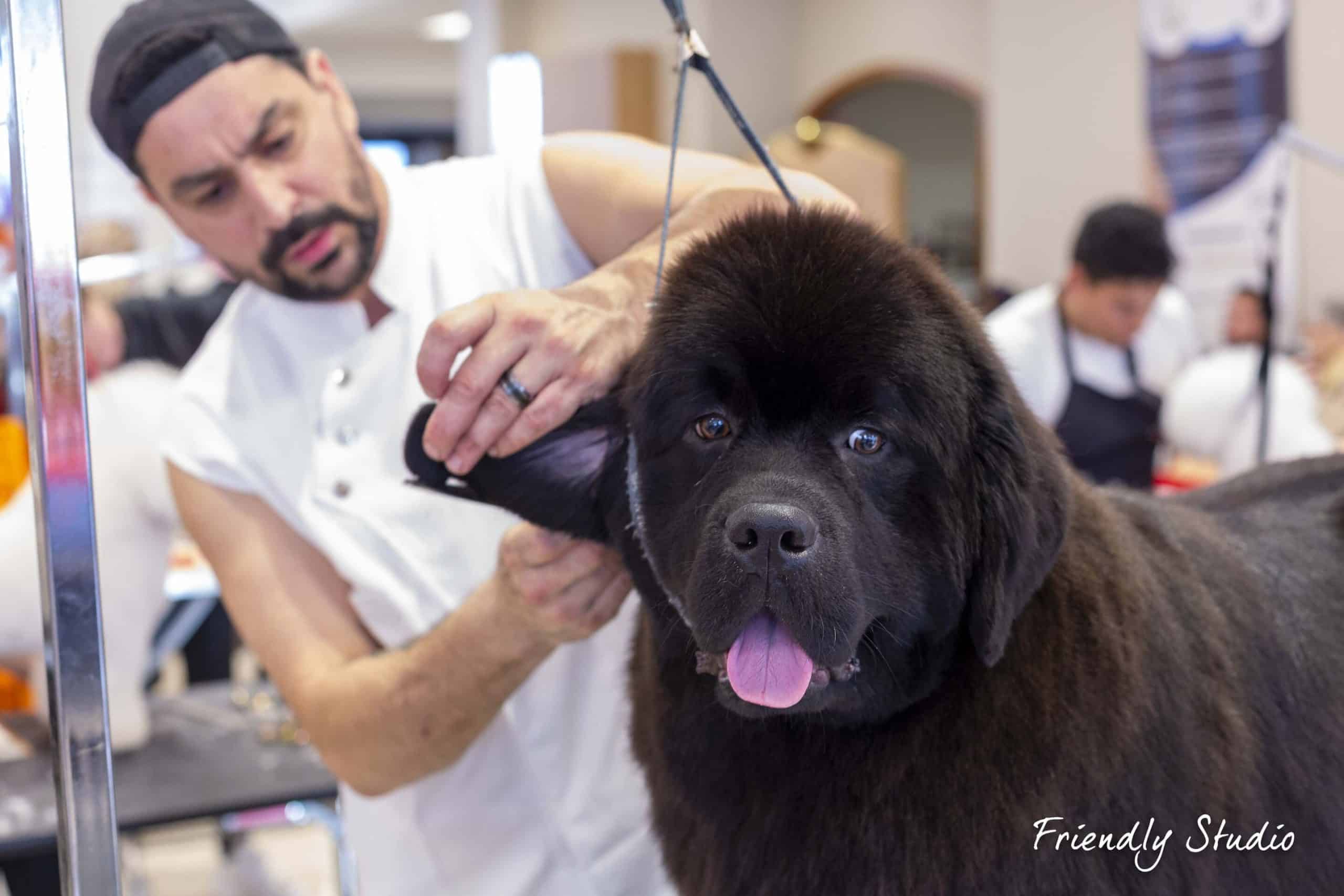 Toilettage chiens et chats à Nantes - Excalicwouaf Cyril Guérillon